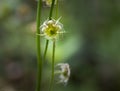 Delicate flowers of the Naked Miterwort plant