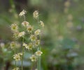 Delicate flowers of the Naked Miterwort plant