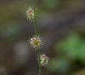 Delicate flowers of the Naked Miterwort plant
