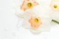 Delicate flowers of Orchid daffodils on a white table close-up,