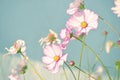 Delicate flowers of pink daisy kosmeya on a background of blue sky.