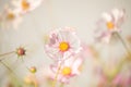 Delicate flowers of pink daisy kosmeya on a light delicate background.