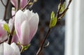 Delicate flowers of pink magnolia - harbingers of spring Royalty Free Stock Photo
