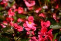 Delicate flowers of a pink oleander, Nerium oleander, bloomed in the spring. Shrub, a small tree from the cornel Apocynaceae