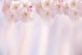 Branches with white delicate spring flowers of fruit tree. Cherry sakura flowering. Delicate artistic photo. Royalty Free Stock Photo