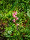 Delicate flowers on a pink wintergreen plant Pyrola asarifolia. Flora of the Altai Mountains