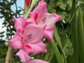 Gladiolus