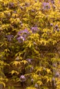 Delicate flowers of purple clematis alpina