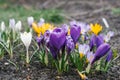 Delicate flowers of purple and yellow x crocuses grow in the garden on a Sunny spring day Royalty Free Stock Photo