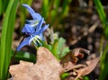 Delicate flowers scilla siberica bloom in the forest, harbingers of spring Royalty Free Stock Photo