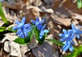 Delicate flowers scilla siberica bloom in the forest, harbingers of spring Royalty Free Stock Photo