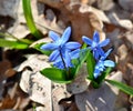 Delicate flowers scilla siberica bloom in the forest, harbingers of spring Royalty Free Stock Photo