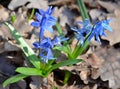 Delicate flowers scilla siberica bloom in the forest, harbingers of spring Royalty Free Stock Photo