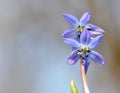 Delicate flowers scilla siberica bloom in the forest, harbingers of spring Royalty Free Stock Photo