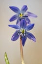 Delicate flowers scilla siberica bloom in the forest, harbingers of spring Royalty Free Stock Photo