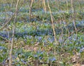 Delicate flowers scilla siberica bloom in the forest, harbingers of spring Royalty Free Stock Photo