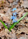 Delicate flowers scilla siberica bloom in the forest, harbingers of spring Royalty Free Stock Photo