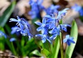 Delicate flowers scilla siberica bloom in the forest, harbingers of spring Royalty Free Stock Photo