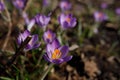 Flowers(snowdrops), with their vibrant purple hues in full bloom in Vancouver Stanley Park