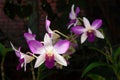 Delicate flowers white -pink orchids in a tropical garden Royalty Free Stock Photo