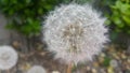 Delicate fluffy flower selectively focused on a blurred green leaves background Royalty Free Stock Photo