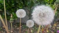 Delicate fluffy flower selectively focused on a blurred green leaves background Royalty Free Stock Photo