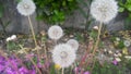 Delicate fluffy flower selectively focused on a blurred green leaves background Royalty Free Stock Photo