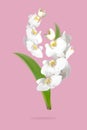 Delicate flying branches of white Phalaenopsis orchid flowers, green leaves on pink background. Tropical Floral background, card