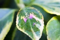 Delicate and fragile beauty of a soap bubble dome balanced on a