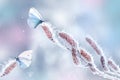 Delicate fragile butterflies on a birch branch in frost and snow in a fairy forest. Spring winter natural background. Wonderland.