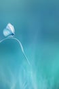 Delicate fragile butterfly on a blue background. Summer minimalist image.