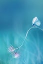 Delicate fragile butterfly and pink butterfly on a blue background. Summer minimalist image. Copy space.