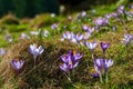 Delicate fragile crocuses in hay at sunny spring meadow