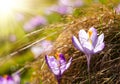 Delicate fragile crocuses in hay at sunny spring meadow Royalty Free Stock Photo