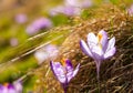 Delicate fragile crocuses in hay at sunny spring meadow Royalty Free Stock Photo