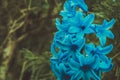 Delicate, fragile flower in the garden. Close-up of a blue flower