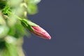 Delicate fragile pink burgeon/bud