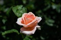 delicate and fragile pink rose with green leaves