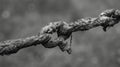 The delicate and fragile strands of a rusted chain twisted and mangled beyond recognition. Black and white art. Royalty Free Stock Photo