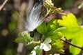 Delicate White Milkweed Seed Fibers Snagged on Autumn Branch Royalty Free Stock Photo