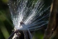 Delicate White Milkweed Seed Fibers Snagged on Autumn Branch Royalty Free Stock Photo