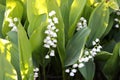 Delicate fragrant lilies of the valley bloom in a spring garden on a sunny May day Royalty Free Stock Photo