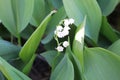 Delicate fragrant lilies of the valley bloom in a spring garden on a sunny May day Royalty Free Stock Photo