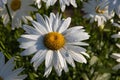 Delicate fresh chamomile flower covered with drops of morning dew Royalty Free Stock Photo