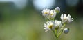 Delicate fresh chamomile flower covered with drops of morning dew. Summer morning. Shallow depth of field, selective focus Royalty Free Stock Photo