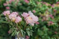 Delicate fresh pink peonies close-up, beautiful flowers in the summer garden Royalty Free Stock Photo