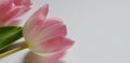 Delicate Fresh Pink Tulips on a Grey Background Royalty Free Stock Photo