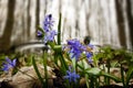 Delicate and fresh squill Scilla bifolia L blossom plant against grey cloudy sky of a spring awakening forest Royalty Free Stock Photo