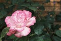 Delicate fresh white-pink blossomed rose bud on rose bush in botanical garden. Royalty Free Stock Photo