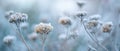 The delicate frost-covered flowers create a serene winter landscape. AI generated image Royalty Free Stock Photo